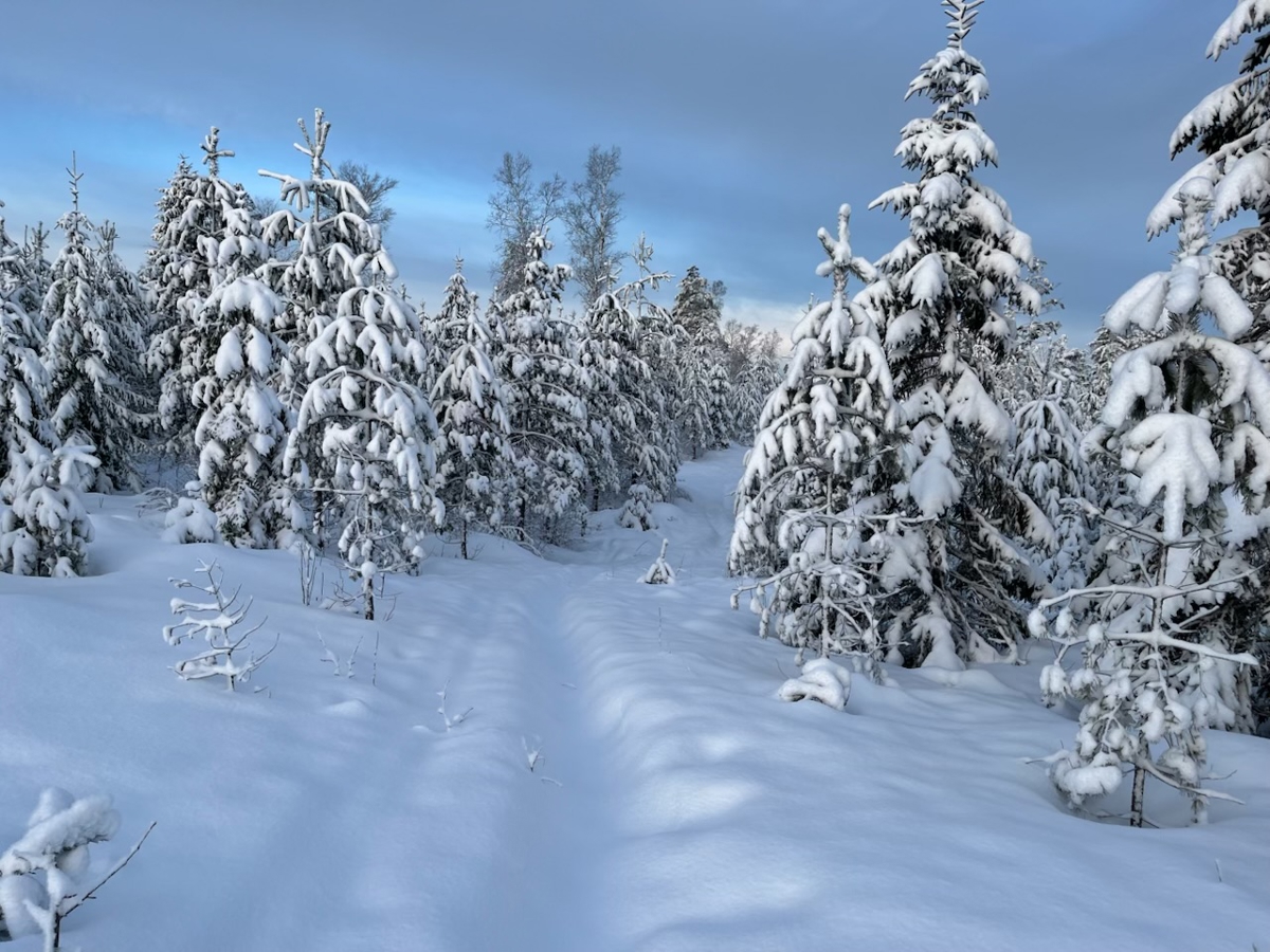 Områdebilde - skiløyper rundt Bufjell (privat foto)