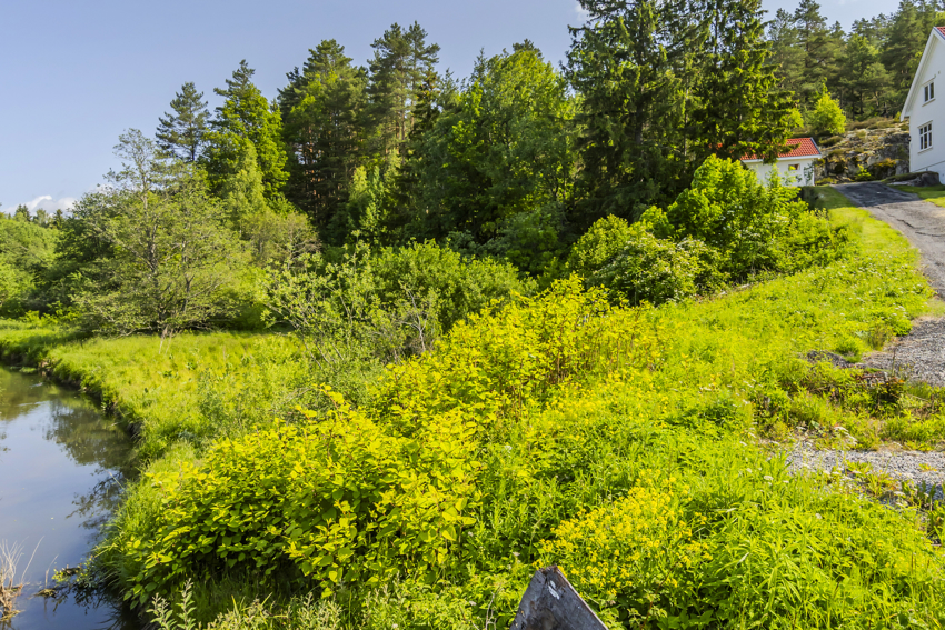 Idylisk med  vakker natur, våtmarksplanter, fisk og dyreliv nær til en fremtidig bolig.
