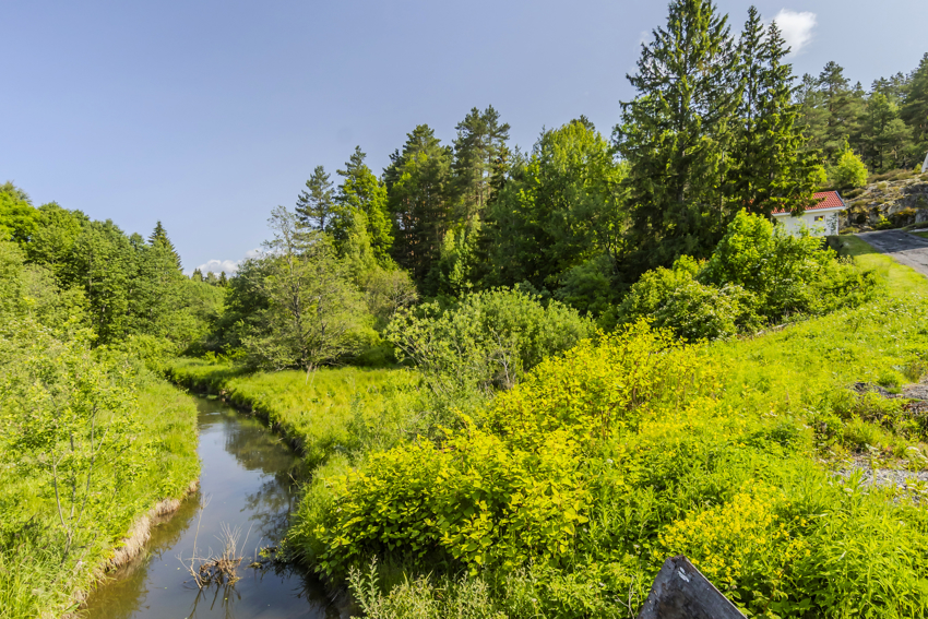 Idylisk med  vakker natur, våtmarksplanter, fisk og dyreliv nær til en fremtidig bolig.
