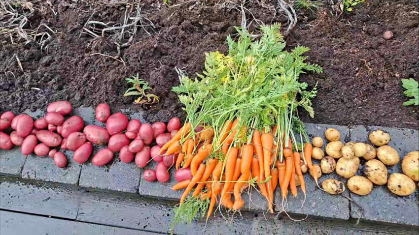 Her har du mulighet til noe beplanting av grønnsaker rett på utsiden. (Bilde tatt av selger)