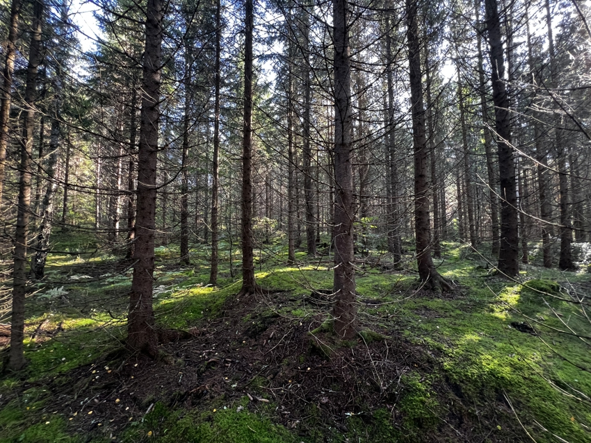 Fra skogen