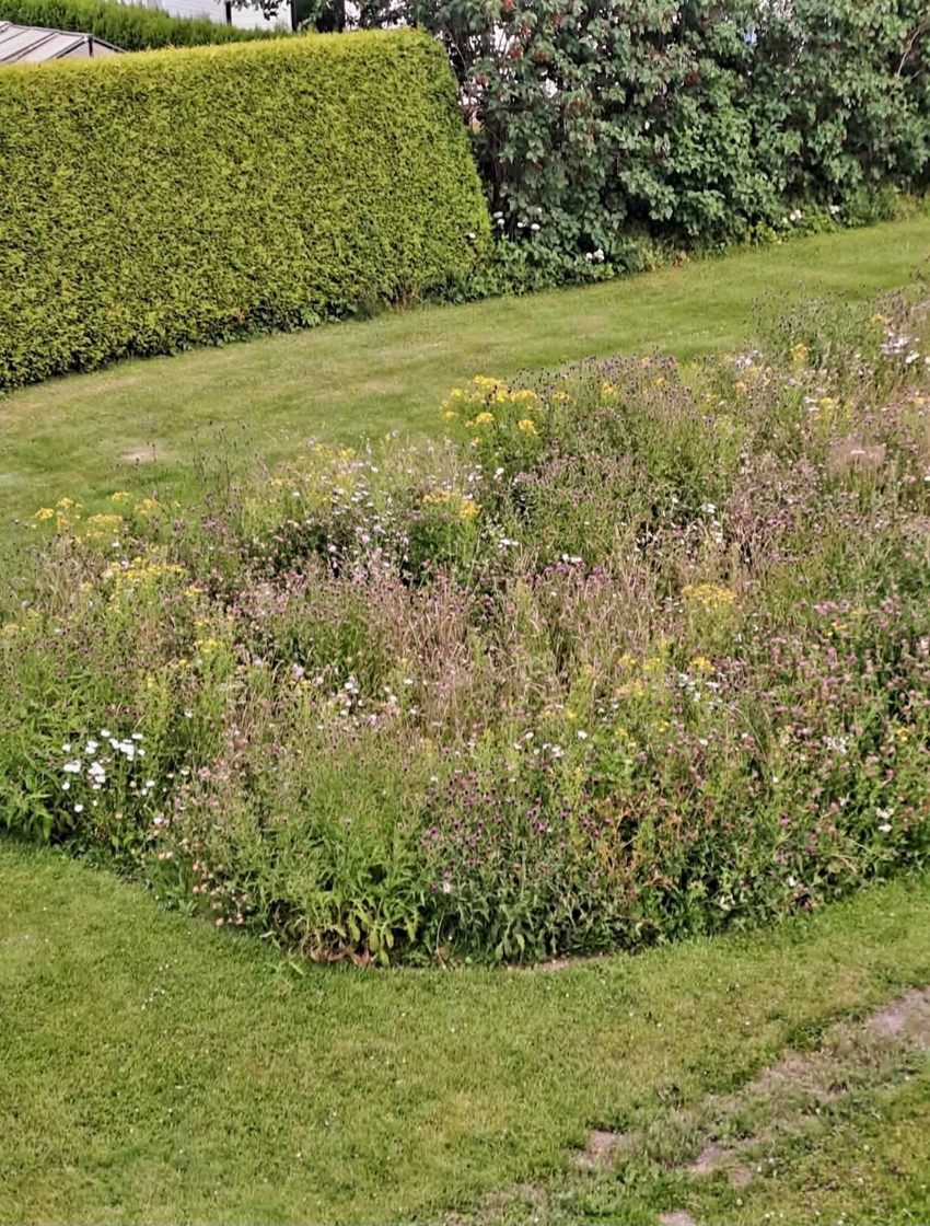 Privat bilde av beplantning utenfor huset